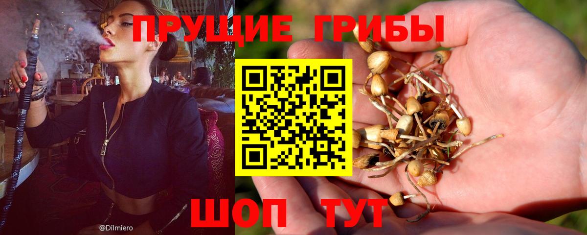 хочу   Галлюциногенные грибы Psilocybine cubensis  Вход с VPN  Псилоцибиновые грибы ЛСД  Назрань 